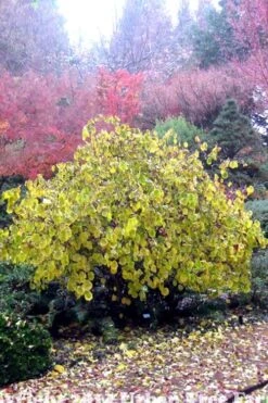Harry Lauder's Walking Stick - Corylus Avellana 'Contorta' - 5 Gallon Pot 17 Harry Lauder's Walking Stick - Corylus Avellana 'Contorta' - 5 Gallon Pot -Wilson Bros Gardens Harry Lauder Walking Stick 15