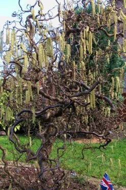 Harry Lauder's Walking Stick - Corylus Avellana 'Contorta' - 5 Gallon Pot 15 Harry Lauder's Walking Stick - Corylus Avellana 'Contorta' - 5 Gallon Pot -Wilson Bros Gardens Harry Lauder Walking Stick 16