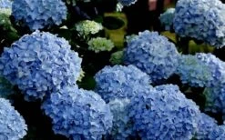 Big Daddy Hydrangea - 2 Gallon Pot 11 Big Daddy Hydrangea - 2 Gallon Pot -Wilson Bros Gardens Hydrangea Big Daddy