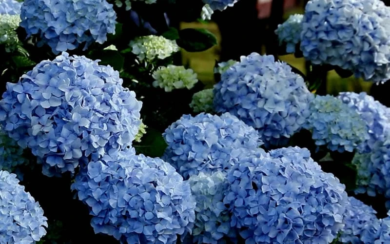 Big Daddy Hydrangea - 2 Gallon Pot 7 Big Daddy Hydrangea - 2 Gallon Pot - Image 5