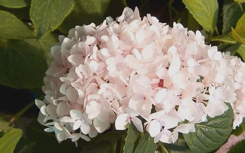 Blushing Bride Endless Summer Hydrangea - 1 Gallon Pot 6 Blushing Bride Endless Summer Hydrangea - 1 Gallon Pot - Image 4