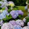 Dear Dolores Hydrangea - 1 Gallon Pot 1 Dear Dolores Hydrangea - 1 Gallon Pot -Wilson Bros Gardens Hydrangea Dear Delores 500x750 1