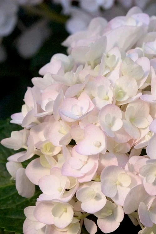 Blushing Bride Endless Summer Hydrangea - 1 Gallon Pot 3 Blushing Bride Endless Summer Hydrangea - 1 Gallon Pot