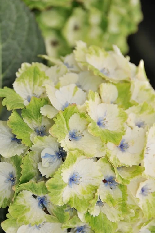 Everlasting Noblesse Hydrangea - 3 Gallon Pot 7 Everlasting Noblesse Hydrangea - 3 Gallon Pot - Image 5