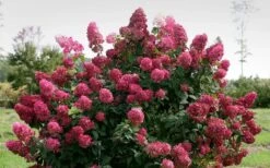Fire Light Hydrangea - Single Trunk Topiary Tree - 5 Gallon Pot 12 Fire Light Hydrangea - Single Trunk Topiary Tree - 5 Gallon Pot -Wilson Bros Gardens Hydrangea Fire Light 1
