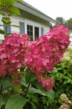 Fire Light Hydrangea - Single Trunk Topiary Tree - 5 Gallon Pot 13 Fire Light Hydrangea - Single Trunk Topiary Tree - 5 Gallon Pot -Wilson Bros Gardens Hydrangea Fire Light 3