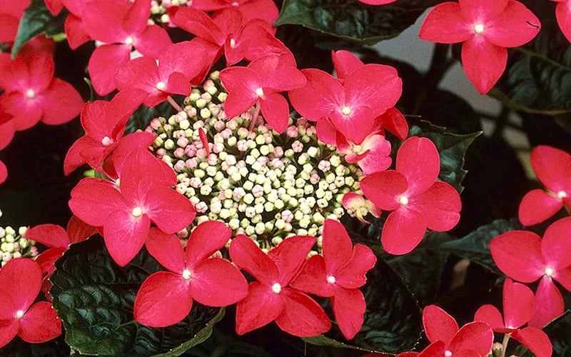 Lady In Red Hydrangea - 3 Gallon Pot 6 Lady In Red Hydrangea - 3 Gallon Pot - Image 4