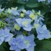 Tuff Stuff Ah-Ha Mountain Hydrangea - 3 Gallon Pot