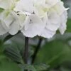 Zebra Hydrangea - 1 Gallon Pot 1 Zebra Hydrangea - 1 Gallon Pot -Wilson Bros Gardens Hydrangea Zebra 500x750 1