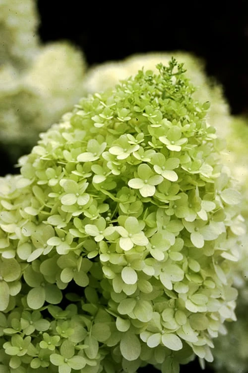 Limelight PeeGee Hydrangea - Single Trunk Topiary Tree - 5 Gallon Pot 6 Limelight PeeGee Hydrangea - Single Trunk Topiary Tree - 5 Gallon Pot - Image 4