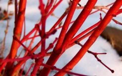 Little Sango' Dwarf Coral Bark Japanese Maple - 5 Gallon Pot 17 Little Sango' Dwarf Coral Bark Japanese Maple - 5 Gallon Pot -Wilson Bros Gardens Japanese Maple Fjellheim 2