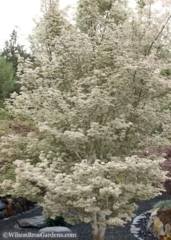 Ukigumo Floating Cloud Ghost Japanese Maple - 7 Gallon Pot 13 Ukigumo Floating Cloud Ghost Japanese Maple - 7 Gallon Pot -Wilson Bros Gardens Japanese Maple Okigumo 15