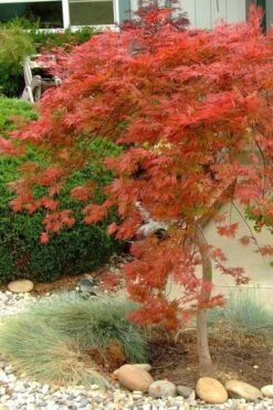 Orangeola Weeping Japanese Maple - 1 Gallon Pot -Wilson Bros Gardens Japanese Maple Orangeola 1
