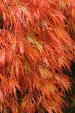 Featured Products 3 Orangeola Weeping Japanese Maple - 1 Gallon Pot