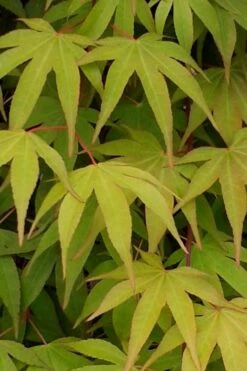Osakazuki Japanese Maple - 5 Gallon Pot -Wilson Bros Gardens Japanese Maple Osakazuki 5 2