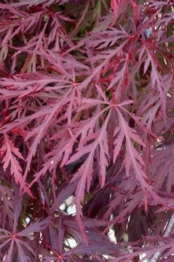 Red Dragon Dwarf Japanese Maple - 1 Gallon Pot -Wilson Bros Gardens Japanese Maple Red Dragon 11 1
