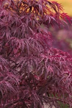Featured Products 15 Red Dragon Dwarf Japanese Maple - 1 Gallon Pot