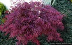 Red Dragon Dwarf Japanese Maple - 1 Gallon Pot -Wilson Bros Gardens Japanese Maple Red Dragon 21 1