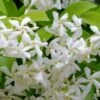 Madison Confederate Jasmine - 1 Gallon Pot