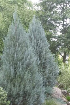 Moonglow Pyramidal Blue Juniper - 7 Gallon Pot (3-4') 11 Moonglow Pyramidal Blue Juniper - 7 Gallon Pot (3-4') -Wilson Bros Gardens Juniper Moonglow 4