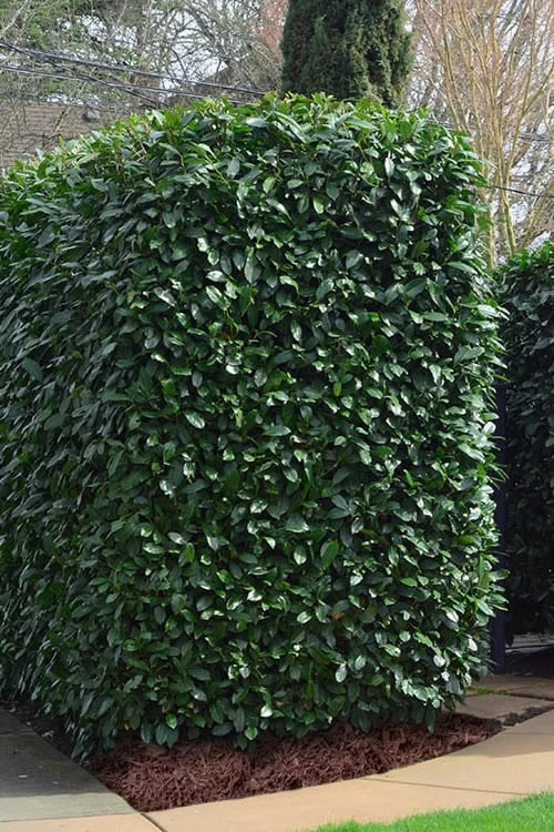 Schip Laurel (Prunus Laurocersasus 'Schipkaensis') - 5 Gallon Pot 6 Schip Laurel (Prunus Laurocersasus 'Schipkaensis') - 5 Gallon Pot - Image 4