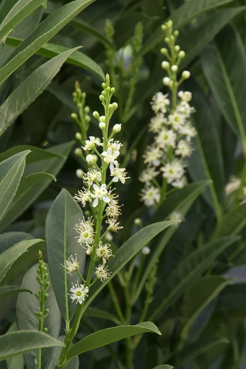 Schip Laurel (Prunus Laurocersasus 'Schipkaensis') - 5 Gallon Pot 8 Schip Laurel (Prunus Laurocersasus 'Schipkaensis') - 5 Gallon Pot - Image 6