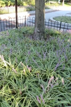 Variegated Liriope - Monkey Grass / Lilyturf - 6 Pack Of Pint Pots -Wilson Bros Gardens Liriope Variegata 6