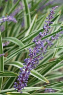 Variegated Liriope - Monkey Grass / Lilyturf - 6 Pack Of Pint Pots -Wilson Bros Gardens Liriope Variegata 7