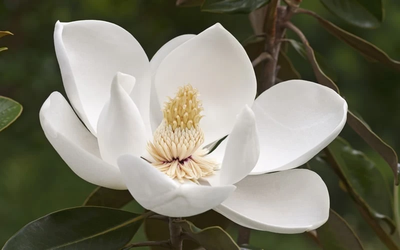 Alta Southern Magnolia - 7 Gallon Pot (3-4') 7 Alta Southern Magnolia - 7 Gallon Pot (3-4') - Image 5