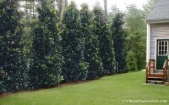 Claudia Wannamaker Southern Magnolia - 7 Gallon Pot (4-5') 12 Claudia Wannamaker Southern Magnolia - 7 Gallon Pot (4-5') -Wilson Bros Gardens Magnolia Claudia Wannamaker 2 1