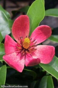 Stellar Ruby Magnolia Single Trunk Tree (Banana Shrub Hybrid) - 7 Gallon Pot (4-5') 13 Stellar Ruby Magnolia Single Trunk Tree (Banana Shrub Hybrid) - 7 Gallon Pot (4-5') -Wilson Bros Gardens Magnolia Stellar Ruby 5
