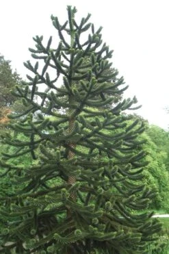Monkey Puzzle Tree - Araucaria Auracana - 5 Gallon Pot 11 Monkey Puzzle Tree - Araucaria Auracana - 5 Gallon Pot -Wilson Bros Gardens Monkey Puzzle Tree 2 3