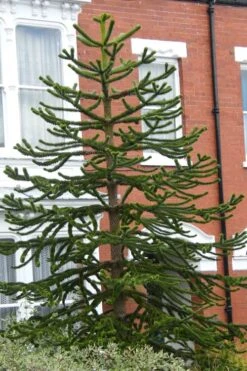 Monkey Puzzle Tree - Araucaria Auracana - 2 Gallon Pot 10 Monkey Puzzle Tree - Araucaria Auracana - 2 Gallon Pot -Wilson Bros Gardens Monkey Puzzle Tree 3