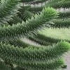 Monkey Puzzle Tree (Araucaria Auracana) - 8" Pot (16-18") -Wilson Bros Gardens Monkey Puzzle Tree 4 1