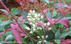 Flirt Dwarf Nandina - 1 Gallon Pot 12 Flirt Dwarf Nandina - 1 Gallon Pot -Wilson Bros Gardens Nandina Flirt 12 1