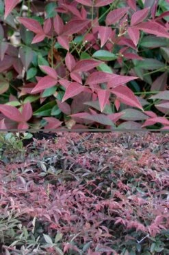Flirt Dwarf Nandina - 1 Gallon Pot 13 Flirt Dwarf Nandina - 1 Gallon Pot -Wilson Bros Gardens Nandina Flirt 500x750 2