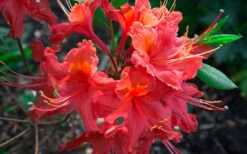 Jeb Stuart Native Azalea (Rhododendron) - 1 Gallon Pot 11 Jeb Stuart Native Azalea (Rhododendron) - 1 Gallon Pot -Wilson Bros Gardens Native Azalea Jeb Stuart 2