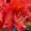 Robert E. Lee Native Azalea (Rhododendron) - 1 Gallon Pot