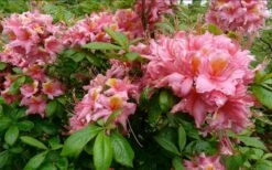 Samford Sorbet Native Azalea (Rhododendron) - 3 Gallon Pot -Wilson Bros Gardens Native Azalea Samford Sorbet 1