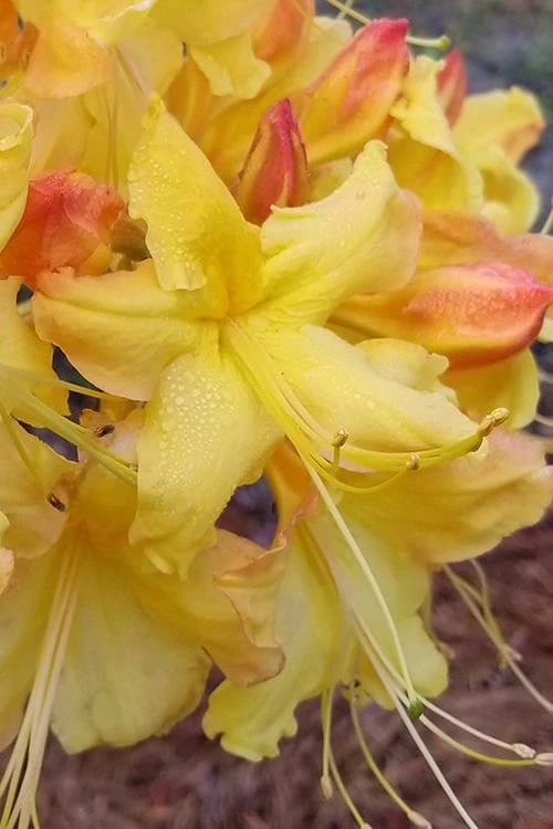 Solar Flare Sunbow Azalea - 3 Gallon Pot 3 Solar Flare Sunbow Azalea - 3 Gallon Pot