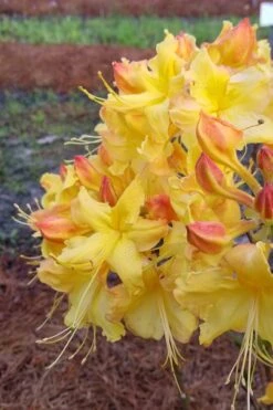 Solar Flare Sunbow Azalea - 3 Gallon Pot 12 Solar Flare Sunbow Azalea - 3 Gallon Pot -Wilson Bros Gardens Native Azalea Solor Flare Sunbow 2
