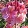Southern Sunset Aromi Azalea (Rhododendron Hybrid) - 3 Gallon Pot 2 Southern Sunset Aromi Azalea (Rhododendron Hybrid) - 3 Gallon Pot -Wilson Bros Gardens Native Azalea Southern Sunset 1