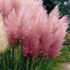 Pink Pampas Grass - 6 Pack Of 1 Gallon Pots 2 Pink Pampas Grass - 6 Pack Of 1 Gallon Pots -Wilson Bros Gardens Pampas Grass Pink 21