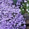 Emerald Cushion Blue Creeping Phlox - 1 Gallon Pot -Wilson Bros Gardens Phlox Emerald Blue 15