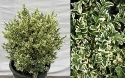 Dwarf Variegated Boxwood - 6 Pack Of 1 Gallon Pots 12 Dwarf Variegated Boxwood - 6 Pack Of 1 Gallon Pots -Wilson Bros Gardens Picture Boxwood Dwarf Variegated