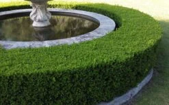Little Missy Dwarf Boxwood - 6 Pack Of 1 Gallon Pots 13 Little Missy Dwarf Boxwood - 6 Pack Of 1 Gallon Pots -Wilson Bros Gardens Picture Boxwood Franklins Gem Hedge 2