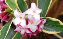 Variegated Pink Winter Daphne - 1 Gallon Pot 10 Variegated Pink Winter Daphne - 1 Gallon Pot -Wilson Bros Gardens Picture Daphne Variegated Pink Closeup