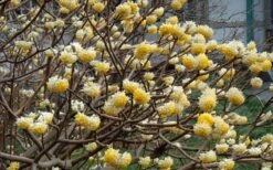 Winter Gold Edgeworthia Chrysantha - Paper Bush - 3 Gallon Pot -Wilson Bros Gardens Picture Edgeworthia Flowers 1