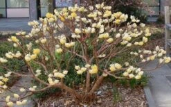 Winter Gold Edgeworthia Chrysantha - Paper Bush - 3 Gallon Pot -Wilson Bros Gardens Picture Edgeworthia Paper Bush 3 1