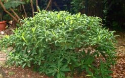Winter Gold Edgeworthia Chrysantha - Paper Bush - 3 Gallon Pot -Wilson Bros Gardens Picture Edgeworthia Shrub 1